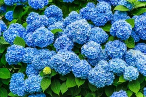 2 Nikko Blue Hydrangea Shrubs - 6-14" Tall Live Plants - 2.5" Pots - Garden Flowering Bush - (2 Pack)