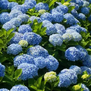 5 Nikko Blue Hydrangea Shrubs - 12-18" Tall Live Plants - Garden Flowering Bush - (5 Pack)