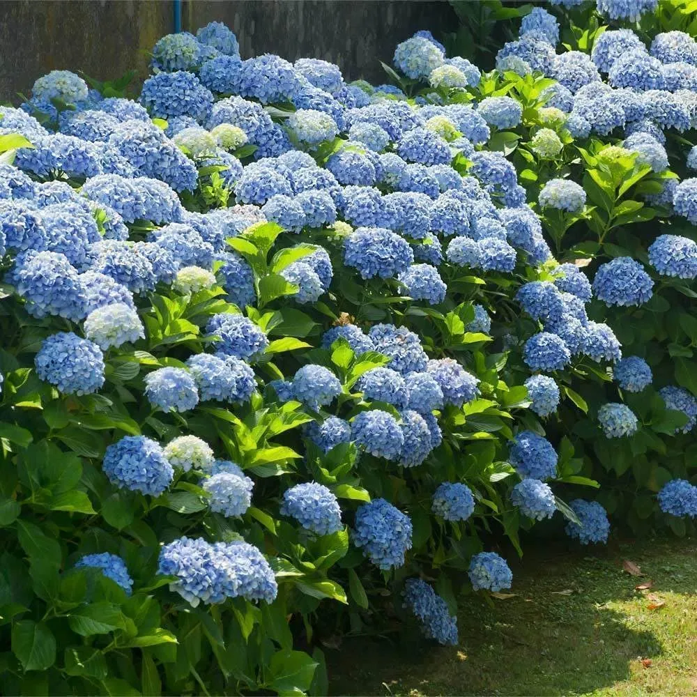 5 Nikko Blue Hydrangea Shrubs - 12-18" Tall Live Plants - Garden Flowering Bush - (5 Pack)