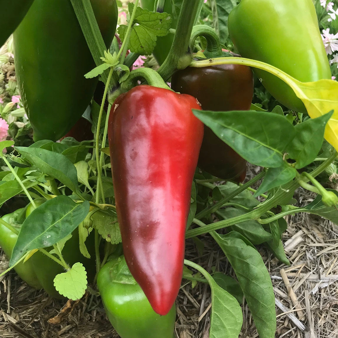 Capsicum 'Lipstick'