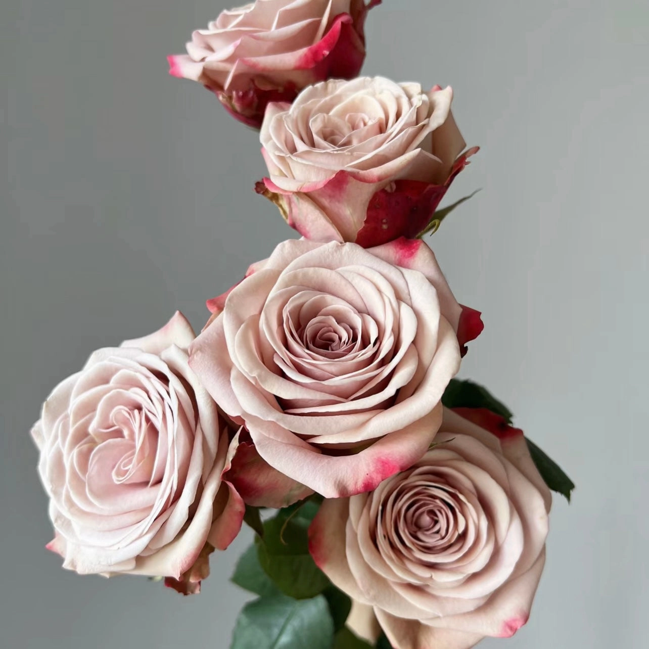Ciphone Appuccino Rose
