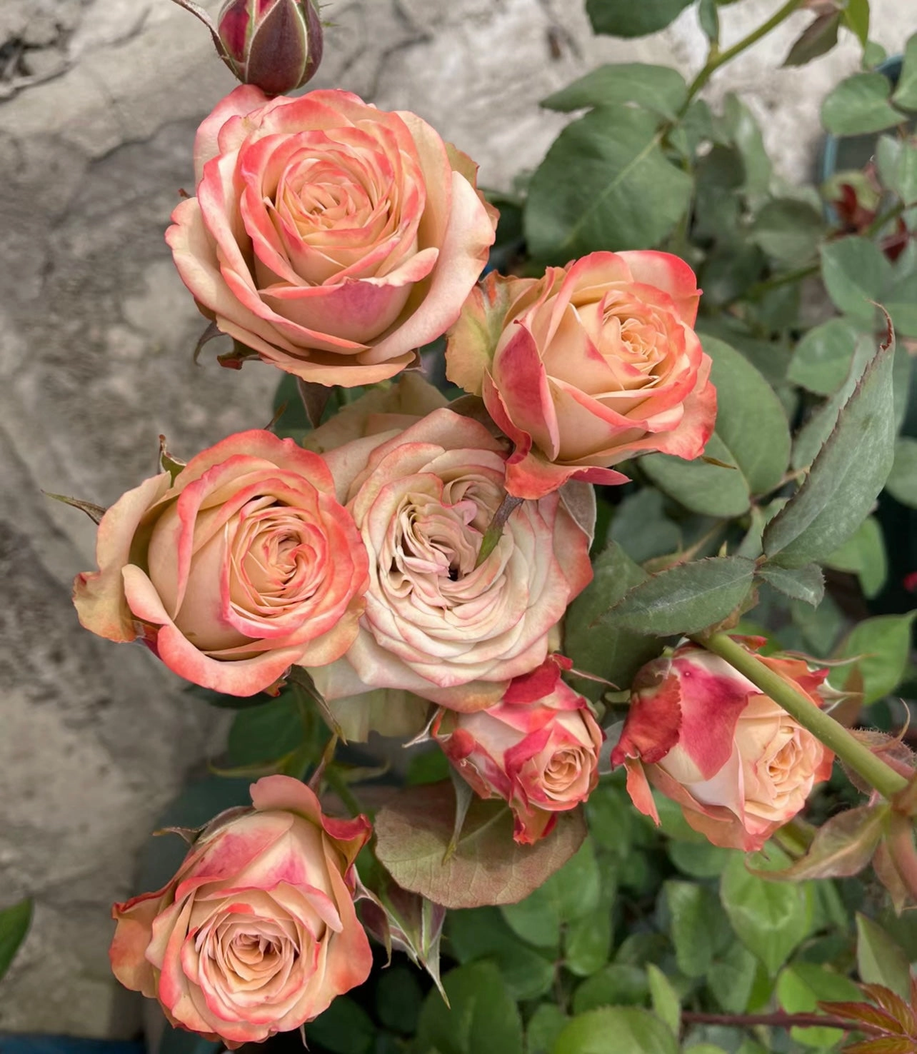 Ciphone Appuccino Rose
