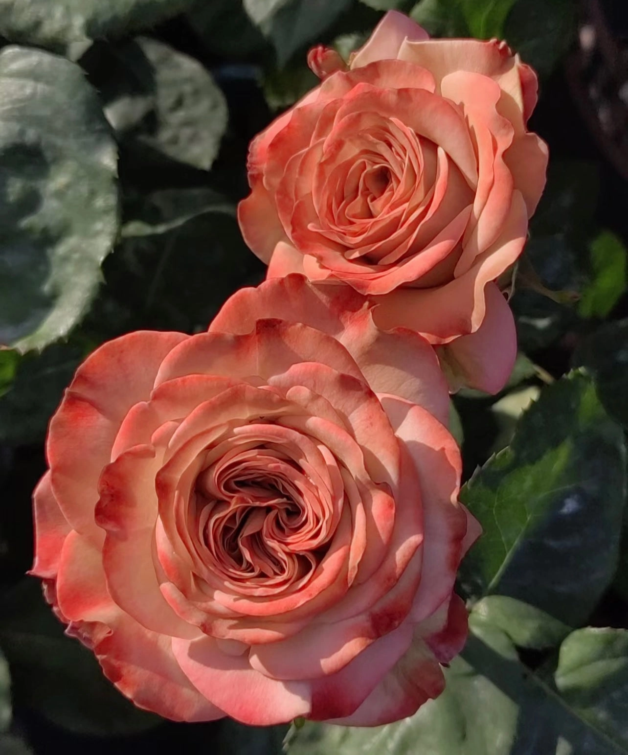 Ciphone Appuccino Rose