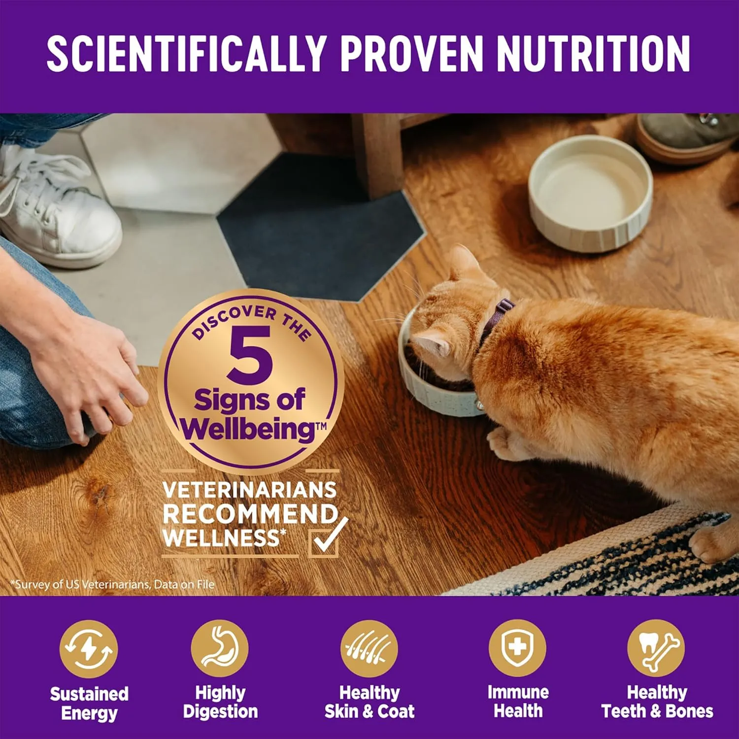 Wellness Complete Health Adult Dry Cat Food for Indoor and Outdoor Cats, Wholesome Grains, Natural, Chicken & Chicken Meal (5 Pound Bag)